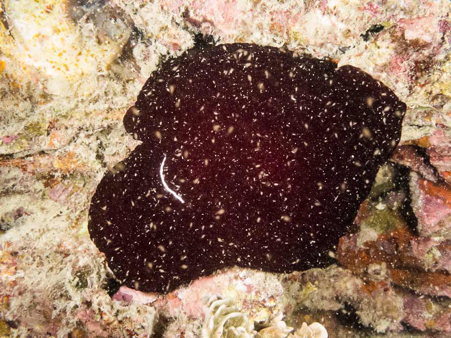 Pleurobranchus forskalii